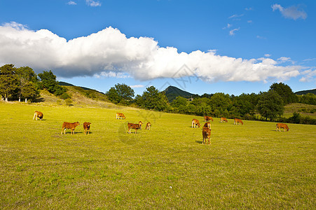 阿尔卑山草地动物农田蓝色场地村庄国家天空哺乳动物畜栏食物图片