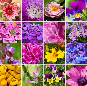 不同种类花朵的拼贴图片