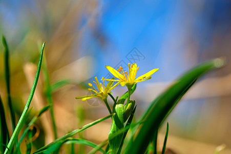 黄色伯利恒之星Gagealutea 黄色春花落叶荒野季节林地植物群成长花朵草本植物植物草本图片