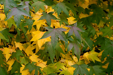 枫叶图片休假假期季节树叶植物群黄色分支机构绿色棕色公园植物叶子背景