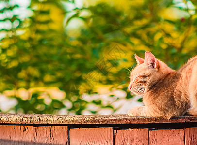 红猫坐在栅栏上猫科动物哺乳动物猫咪宠物说谎睡眠花园小猫国家孤独图片