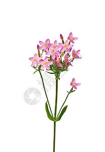 普通中美分红外线菌植物红斑粉色草本植物胆科植物群花朵紫色图片