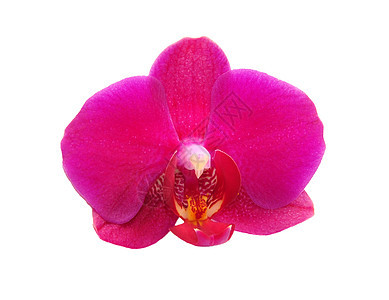 兰花花白色植物宏观粉色紫色背景图片