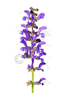 Meadow 草原萨利维亚肉食动物叶子医疗药品紫色白色草本植物疗法花朵草本树叶图片