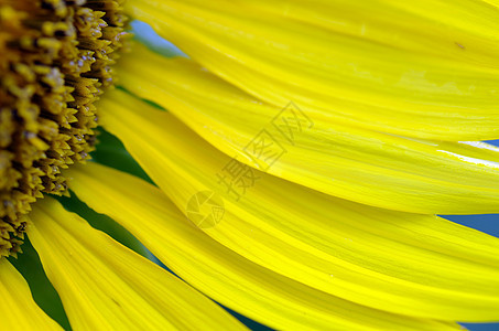 与自然背景相近的向日葵板蜂蜡花园花粉花瓣翅膀花蜜荒野季节野生动物黄色图片