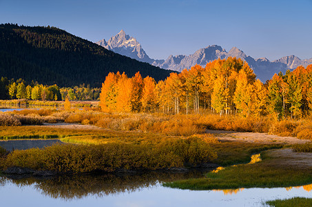 美国怀俄明州大提顿国家公园的秋季颤杨 和提顿山脉图片