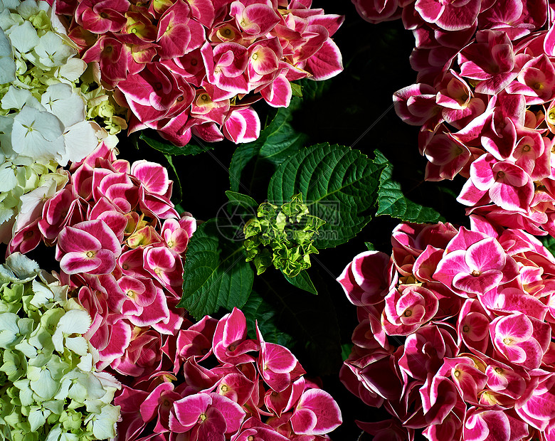 鲜花花束礼物婚礼花瓣树叶生日植物花园玫瑰明信片图片