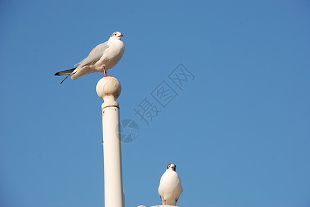海鸥在柱子上栖息白色海滨鸟类天空野生动物旗帜旗杆图片