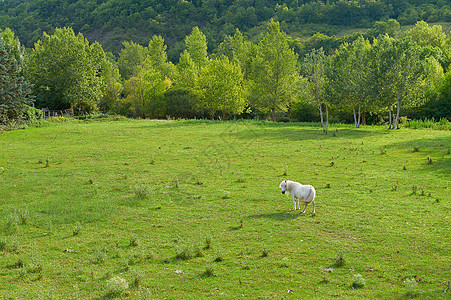 阿尔卑山草地家畜牧场农场动物森林农田阴影畜栏食物农村图片