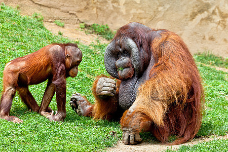 婆罗洲的奥兰古坦生物动物原始人俘虏侏儒灵长类荒野猩猩橙子头发图片