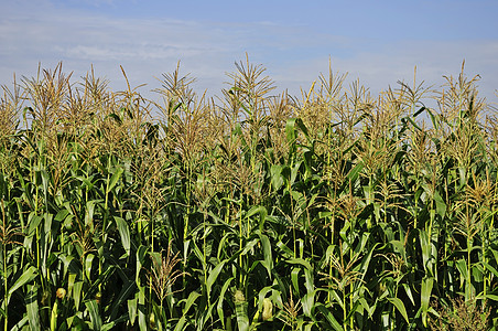 绿玉米田生长生物圆锥花序环境食物农场阳光晴天耳朵农业图片