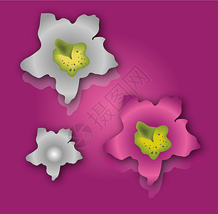 粉红色和紫紫花花花兰花集市花瓣中心植物草图边界热带蓝色生活水疗文化图片