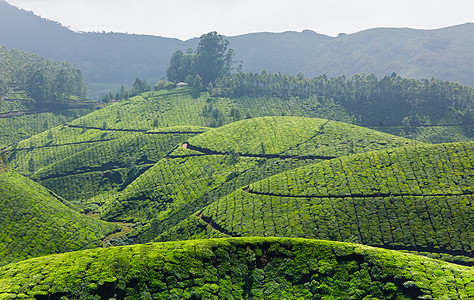 茶叶种植园衬套农田生育力城市农作物植物叶子场地农场山脉图片