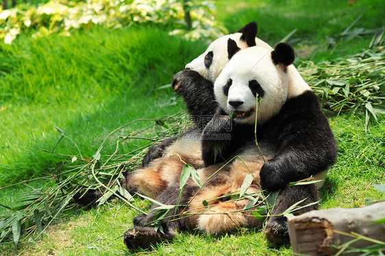 熊猫竹子黑色濒危食物动物园白色图片