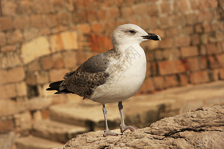 海鸥(Larus sp )图片