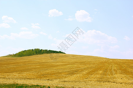 黄色字段和蓝色天空风景土地生长谷物燕麦稻草草地阳光太阳城市图片