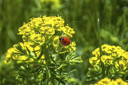 花朵上的Ladybug花园野生动物植物群漏洞季节红色瓢虫昆虫生物学宏观图片