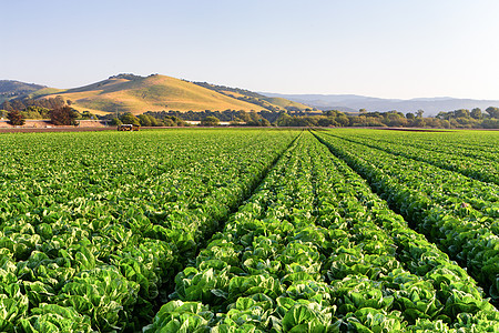 萨利纳斯谷的生菜田叶子农作物食物蔬菜青菜山脉农场农民生产市场图片