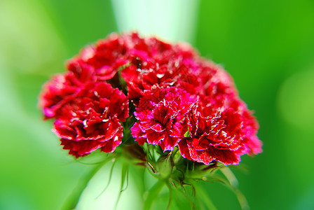 康乃馨红色裂片季节宏观绿色植物背景图片