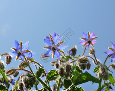 冷却烹饪树叶疗法花朵沙拉叶子药品蓝色草本植物草本背景图片