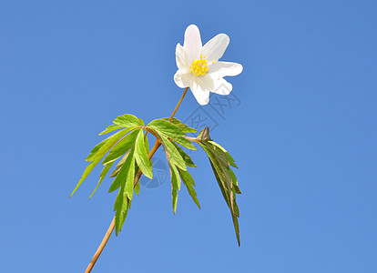 木白头翁白色天空植物银针叶子图片