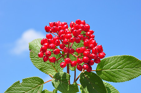 路运树亚大林荚蒾红色衬套植物植物群天空灌木浆果图片