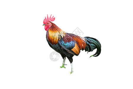 一只泰国大鸡鸡还站着想打架男性公鸡农场鸟类脖子羽毛生物夫妻家禽母鸡图片