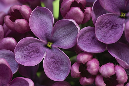 百花花季节花朵环境紫色觉醒淡紫色图片