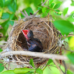 雀巢中的幼鸟依赖性巢穴稻草野外动物兽嘴脆弱性紧迫感青鸟鸟类宠物图片