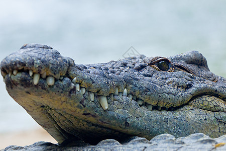 一个无鳄鱼 克罗科迪卢斯爬虫危险猎人眼睛爬行动物动物捕食者牙齿皮革致命图片
