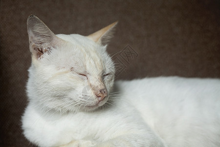 睡猫耳朵小猫头发动物毛皮说谎哺乳动物白色小憩宠物图片