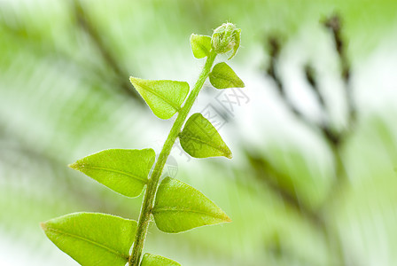 胎儿黑色幼苗雨林曲线新生活植物群野生动物生长蜗壳野花图片