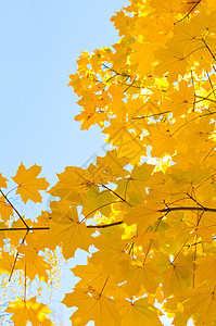 树叶叶子木头蓝色黄色森林公园阳光红色季节活力天高清图片素材