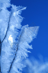 冰雪水晶蓝色太阳冻结天气天空衬套火花白色雪花背景图片