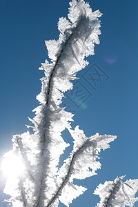 冰雪白色水晶天空太阳冻结雪花火花天气蓝色衬套背景图片