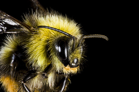 大黄蜂紧紧闭对象水平生物黄色天线复眼磨料昆虫黑色动物图片