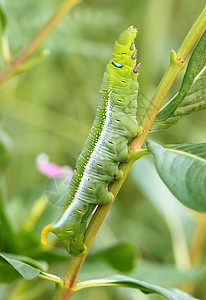 绿色毛毛虫荒野美丽宏观小件蝴蝶生活叶子蠕虫植物群生长图片