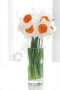 水仙子体水仙花花瓶花朵玻璃花束植物桌子草本窗户白色背景图片