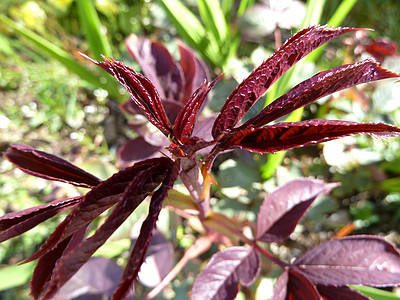 紫色叶叶自然植物植物群花园图片