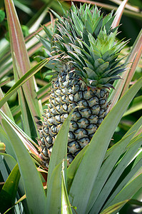 农场菠萝水果热带果汁场地植物松树异国叶子国家花园图片