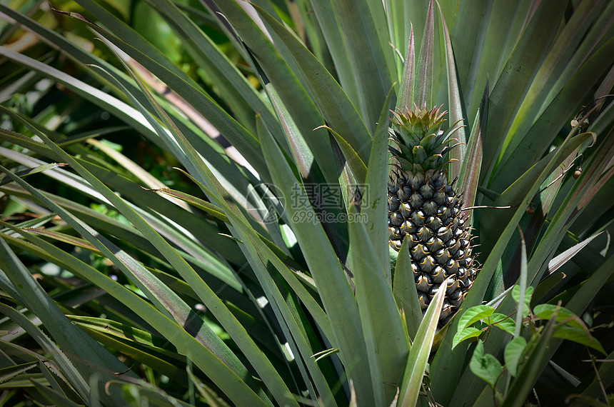 农场菠萝营养松树叶子植物种植园场地情调国家食物异国图片