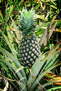 农场菠萝植物饮食果汁营养蔬菜食物异国农业热带叶子图片