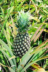 农场菠萝果汁花园种植园叶子国家营养场地松树饮食植物图片