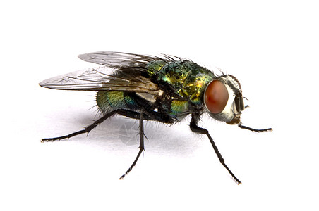 近距离飞翔的水平苍蝇双翅目马蝇头发家蝇动物绿色宏观翅膀图片