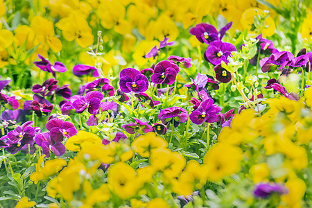 紫色花朵花坛园艺植物植物群场景荒野树叶蓝色国家叶子图片