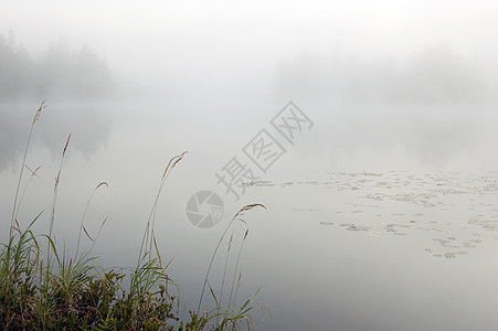 早晨池塘绿色灰色支撑植物反射日出薄雾图片