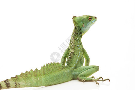 绿捕食者蜥蜴濒危蛇怪尾巴野生动物绿色动物学物种眼睛图片