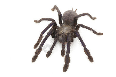 新加坡蓝色塔兰图拉情调动物学狼蛛毒液蜘蛛野生动物物种濒危宠物危险图片