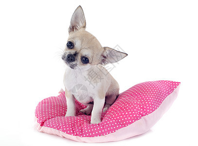 小狗吉娃娃宠物棕色伴侣犬类工作室白色动物软垫图片