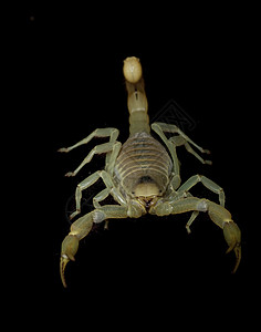 魔蝎物种冷血毒液异国眼睛危险情调濒危自然漏洞图片